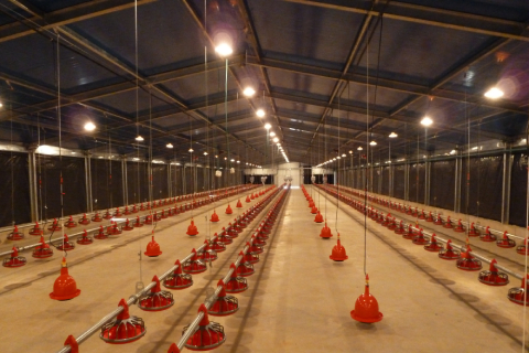 Steel structure livestock farming house shed.jpg