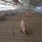 Prefabricated steel prefab poultry farm pig house building