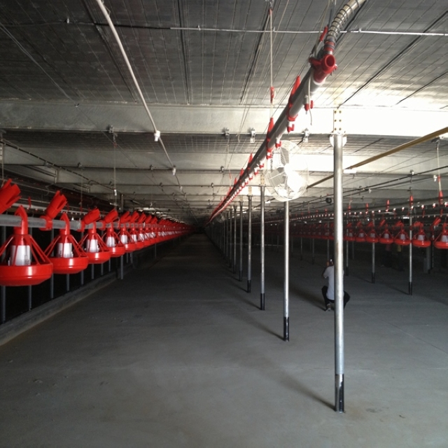 Cold Formed Automatic Chicken Farm Building with Mezzanine